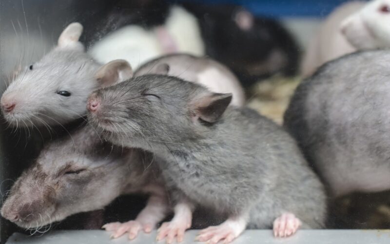 Up News: मथुरा में नशेड़ी चूहों ने 581 किलो गांजे को कर दिया धुंआ-धुंआ, बेबस नजर आई पुलिस
