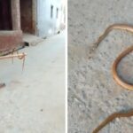 snake kill baghpat news up