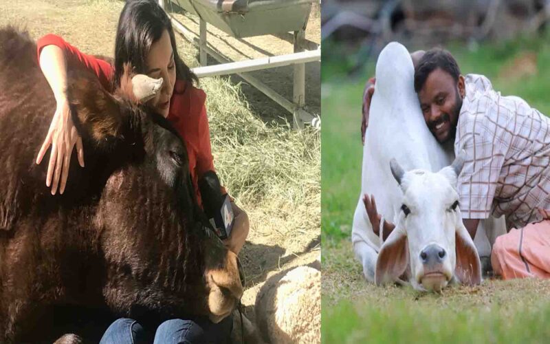 Cow Hug Day: केंद्र सरकार ने 14 फरवरी को ‘काउ हग डे’ मनाने का फैसला लिया वापस