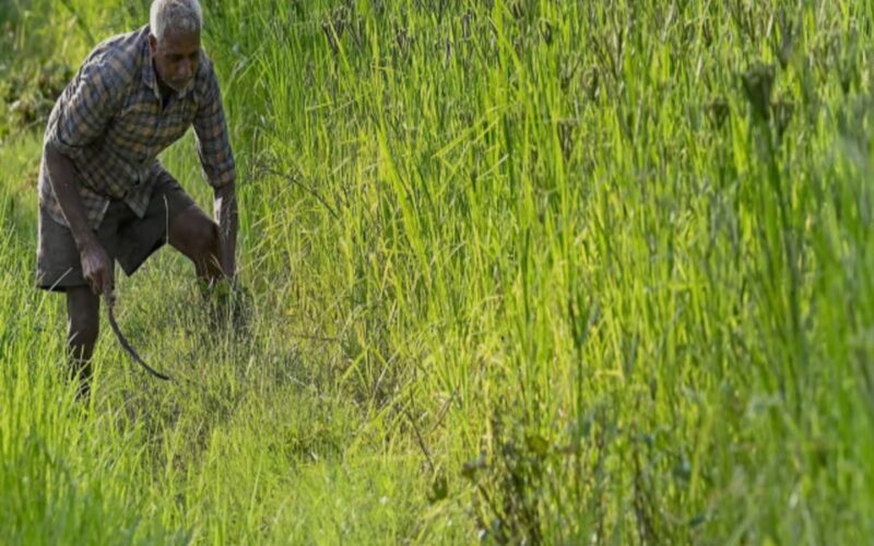 PM Modi: किसानों को मिला दिवाली का तोहफा, मोदी सरकार ने इस तरह सब्सिडी को दी मंजूरी